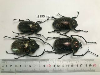 K1195 Unmounted Beetle Cheirotonus Vietnam Central