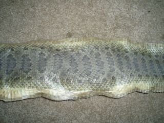Rattlesnake Skin Prairie Rattler Hide Not Tanned Dry Wrap Blanks Snake Skin Q2