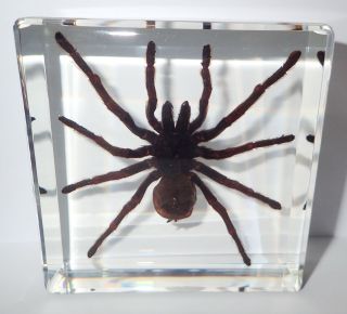Large Tarantula Spider Golden Earth Tiger Specimen In 95 Mm Square Paperweight