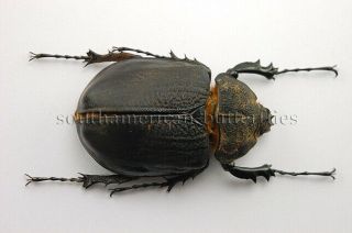 Megasoma Rex Female Unmounted A1 Beetle Rare 71mm