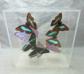 1977 Signed Real Butterflies In Lucite Shadow Box