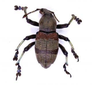 Eupholus Dhuyi - Curculionidae 24mm From Simbu Province,  Papua Guinea Png