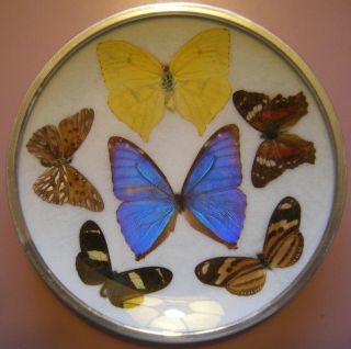 6 " Real Vintage Butterfly Morpho Godarti Taxidermy Concave Mounted Display 6 "