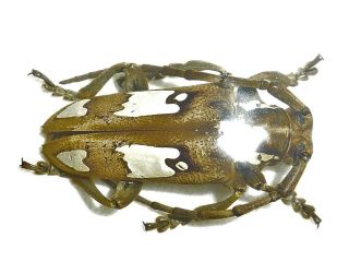 Very Rare Cerambycidae Mymocalothyrza Speyeri Male Huge Cameroon