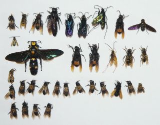 Hymenoptera,  33 From Mount Bawang.  West Kalimantan.  (55)