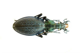 Carabidae Carabus Acoptolabrus Gehinii Nishijimai Female 35mm