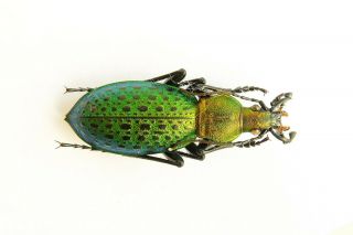 Carabidae Carabus Coptolabrus Smaragdinus Losevi Male 31mm Paratype