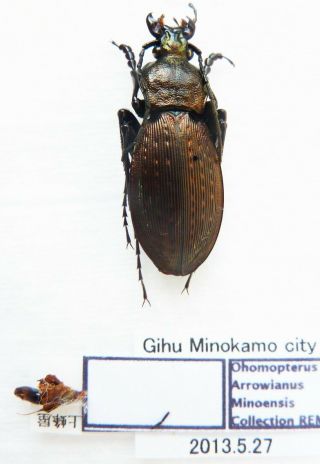 Carabus Ohomopterus Arrowianus Minoensis (male A2) From Japan (carabidae)