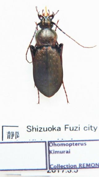 Carabus Ohomopterus Kimurai (female A1) From Japan (carabidae)