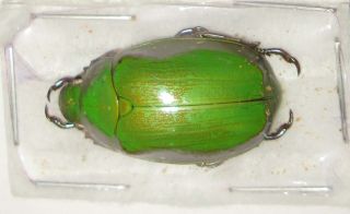 Chrysina Gorda Male (rutelidae)