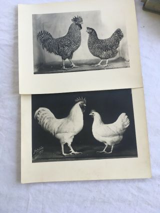 Rare Poultry Photos 1949 A.  O.  Schilling Barred White Holland Chickens