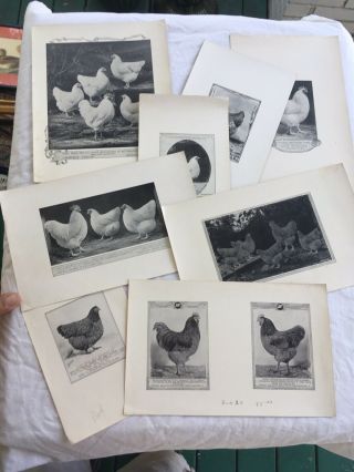 Poultry Photographs A.  O.  Schilling White Black Blue Jubilee Orpington