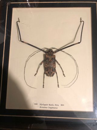 One Real Acrocinus Longimanus Harlequin Beetle Mounted And Framed