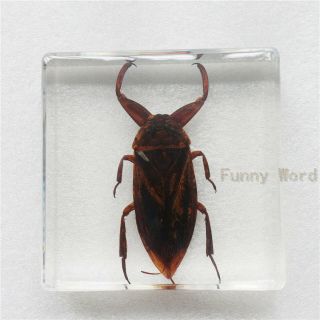 Giant Water Bug (lethocerus Deyrollei) Insect Specimen In Square Lucite Blocks