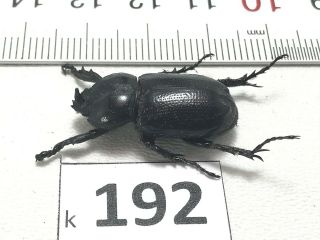 K192 Unmounted Insects Beetles Scarabaeidae Vietnam