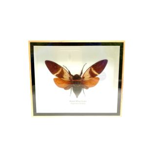 Real Brown Wing Cicada Insect Taxidermy Entomology Display Framed Shadow Box Bug