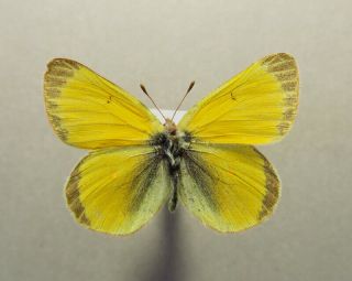 Pieridae Colias Boothii Lydia Male Canada Bc Muskwa Foothills Very Rare 1750m