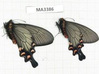 Butterfly.  Byasa Demonius Demonius.  China,  W Sichuan,  Batang.  2m.  Ma3386.