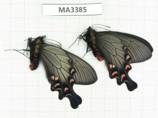 Butterfly.  Byasa Demonius Demonius.  China,  W Sichuan,  Batang.  2m.  Ma3385.