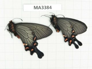 Butterfly.  Byasa Demonius Demonius.  China,  W Sichuan,  Batang.  2m.  Ma3384.