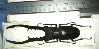 Black Color Cyclommatus Metallifer Finae 87mm From Peleng Indonesia