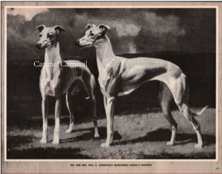 Vintage Whippet Dogs Mardomere Kennels George Ford Morris 1952 Print