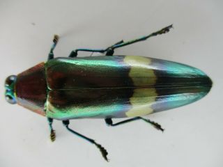 49624.  Buprestidae: Chrysochroa sp?.  Vietnam Central.  Thanh Hoa 2