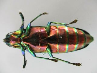 49624.  Buprestidae: Chrysochroa sp?.  Vietnam Central.  Thanh Hoa 3