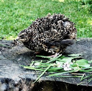 25,  Rare Pansy Coturnix Hatching Eggs By Myshire A Must Have For Vibrant Colors