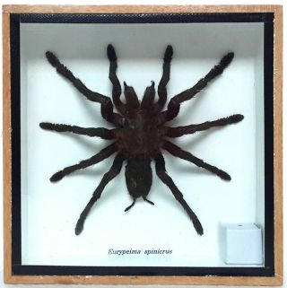 Real Bird Eating Tarantula Spider Mounted Display Taxidermy Entomology Zoology