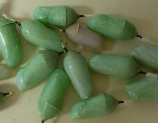 ⭐️⭐️⭐️⭐️⭐️6 Live Monarch Butterfly Chrysalis 3 Help Save The Monarch Butterfly