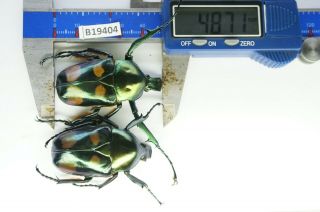 B19404 – Jumnos Ruckeri Ps.  Beetles – Insects Ha Giang Vietnam