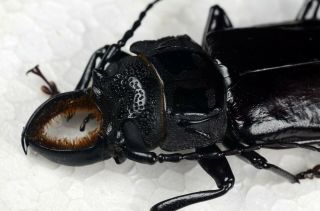 Mallodon Sp.  A1 From Nicaragua With Gps Data Cerambycidae Prionidae Prioninae