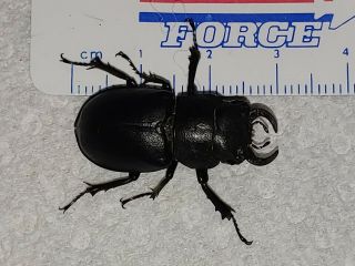 Lucanidae Lucanus Mazama 29.  8mm Male Utah Cottonwood Stag Beetle Insect