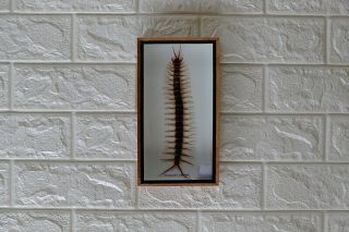 Real Huge Giant Big Centipede Taxidermy In Frame Insect Home Decoration Art