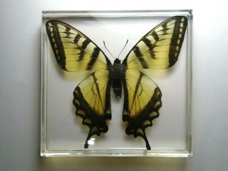 Eastern Tiger Swallowtail Butterfly.  Real Insect Embedded In Casting Resin.