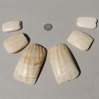 6 Old Antique Shell Beads Known As Hippo Tooth From Ivory Coast 88