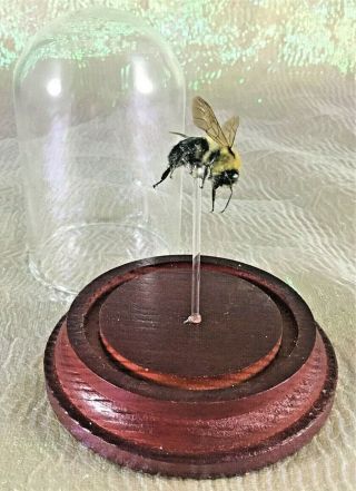 B5c Entomology Taxidermy Lg Bumble Bee Glass Dome Display Specimen Collectible