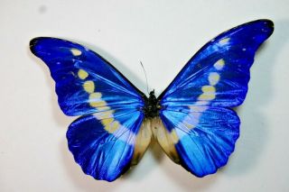 1 Morpho Helena In A - Condtion