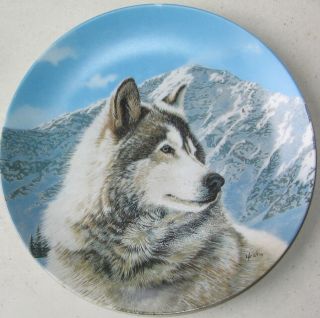 Wolf Collectors Plate Wild Spirits " Solitary Watch "
