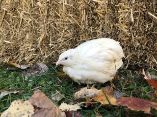 25,  English White Coturnix Hatching Eggs By Myshire A Must Have For Breeding