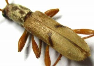 C011 Cerambycidae Species? 11mm A -