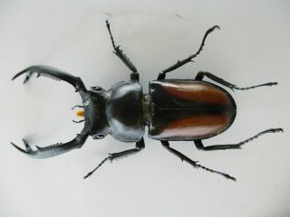 51189 Lucanidae: Rhaetulus crenatus tsutsuii?.  Vietnam Central.  58mm 2
