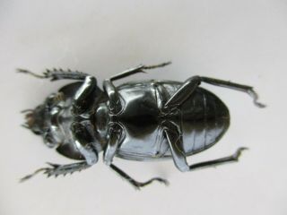 51189 Lucanidae: Rhaetulus crenatus tsutsuii?.  Vietnam Central.  58mm 6
