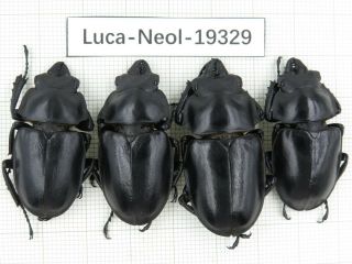 Beetle.  Neolucanus Sp.  China,  Yunnan,  Fenshuiling.  4m.  19329.