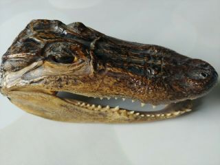 Alligator Skull Taxidermy 6.  5 " Minimum