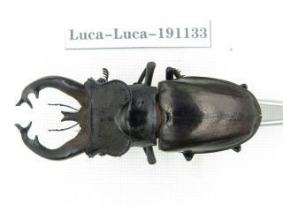 Beetle.  Lucanus Fryi.  China,  Tibet,  Motuo County.  1m.  191133.