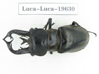 Beetle.  Lucanus Tibetanus Ssp.  Myanmar,  Kechin,  Nanse.  1m.  19630.