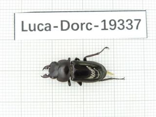 Beetle.  Dorcus Sp.  China,  Tibet,  Motuo County.  1m.  19337.