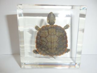 Farmed Red - Eared Slider Turtle In Clear Square Paperweight Education Specimen